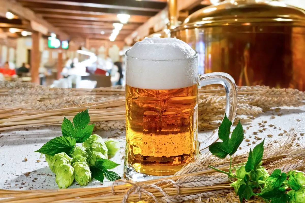 What Are Hops In Beer?