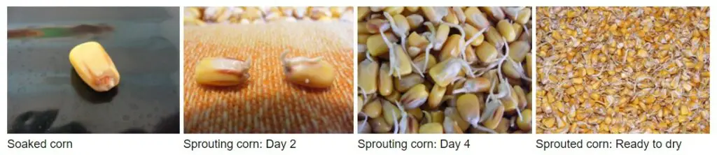 Malting Corn; sprouted corn